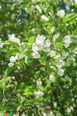 Mavi gökyüzüne karşı elma kiraz beyaz çiçekler. Doğa bahar.