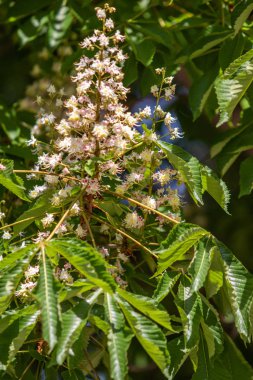 Yeşil yeşillik ile beyaz kestane çiçekleri.