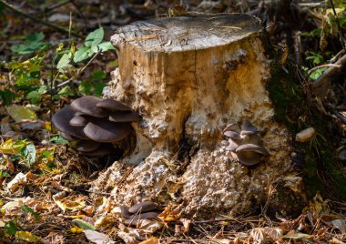 Sonbahar manzarası, eski bir kütükteki mantarlar..