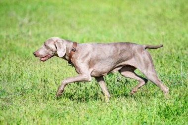 Köpek avcılık, doğa yeşil alan yaz.