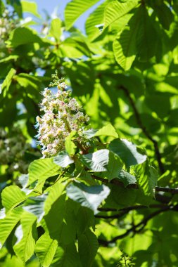 Yeşil yeşillik ile beyaz kestane çiçekleri.