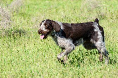 Köpek avcılık, doğa yeşil alan yaz.