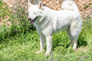 Köpek avcılık, doğa yeşil alan yaz.