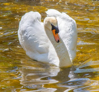 Beyaz Kuğu suda yüzerler, yaz gölet.