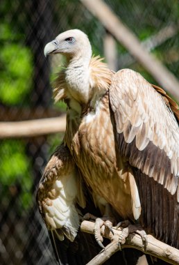 Yırtıcı kuş bir ağaca oturuyor. Yeşil yaprak yaz.