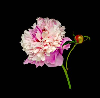 Siyah arkaplanda izole edilmiş parlak çiçek şakayığı portresi.