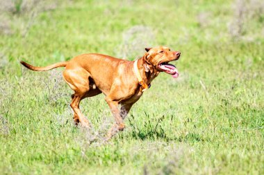 Av kırmızı köpek yeşil çim üzerinde çalışır. Yaz yeşili çayır.