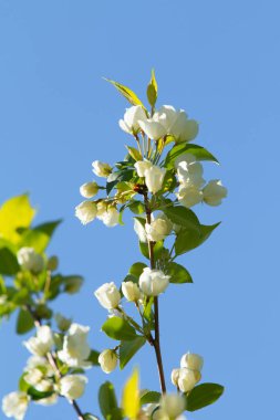 Mavi gökyüzünde yeşil yaprakları olan bir elma ağacının beyaz çiçekleri.