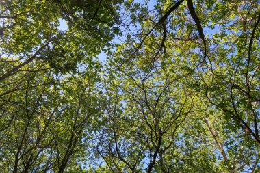 Mavi gökyüzü, bahar doğa karşı aşağıda ağaçlar görünümü yeşil yaprakları.