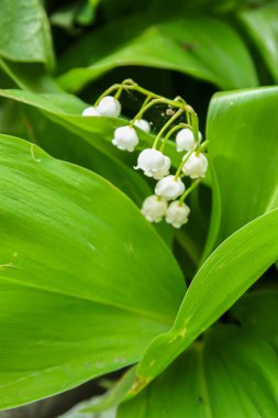 Çim, doğa vadi beyaz çiçek zambak.