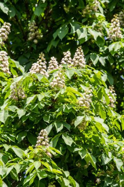 Yeşil yeşillik ile beyaz kestane çiçekleri.