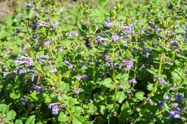 Yeşil çim kokulu nane mor çiçekler.