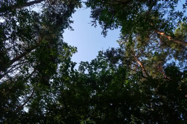 Mavi gökyüzüne karşı yeşil ağaç dalları. Aşağıdan gökyüzüne ağaç görünümü.