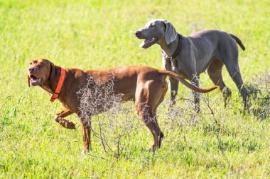 Avcılık Köpek av, yeşil çim, bahar manzara arayışı çalışır.