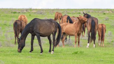 At yeşil bir çayır üzerinde yaz aylarında Otlanmış.