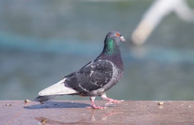 Vahşi gri mavi yakın yukarı, bulanık bir arka planda oturuyor.