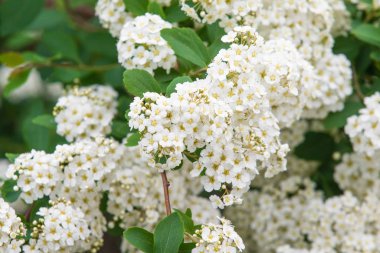 Petropavlovsk, Kazakistan-4 Haziran 2019: Kazakistan Cumhuriyeti Devlet sembolleri günü. Tatil çocukları ve yetişkinler kutlamak. Parkta sporcular ve müzisyenler.