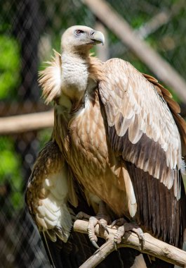 Yırtıcı kuş bir ağaca oturuyor. Yeşil yaprak yaz.