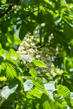 Yeşil yeşillik ile beyaz kestane çiçekleri.