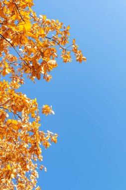 Sonbaharda mavi gökyüzünün arka planında sarı meşe yaprakları. Boşluğu kopyala, metin için boşluk.
