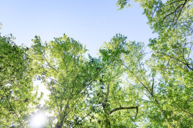 Mavi gökyüzü, bahar doğa karşı aşağıda ağaçlar görünümü yeşil yaprakları.