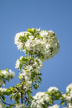 Elma ağacının beyaz çiçekler mavi gökyüzüne karşı ağacın yeşil yaprakları vardır.
