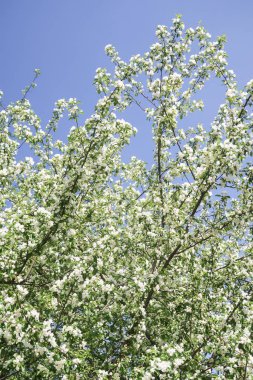 Mavi gökyüzüne karşı elma kiraz beyaz çiçekler. Doğa bahar.