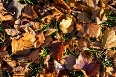 Yeşil çimlerde sarı yapraklar, sonbahar manzarası.