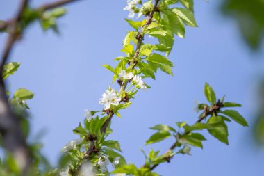 Bulanık gökyüzüne karşı yeşil yaprakları olan bir elma ağacının beyaz çiçekleri.