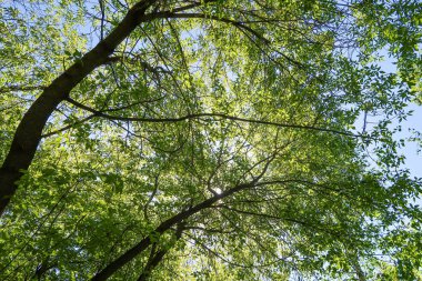 Mavi gökyüzü, bahar doğa karşı aşağıda ağaçlar görünümü yeşil yaprakları.
