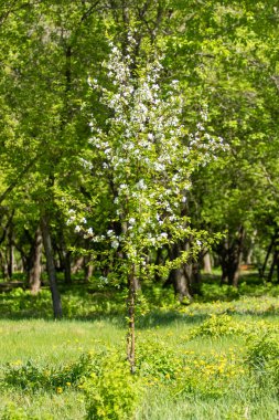 Çiçeklenme elma bahçesi. Elma ağaçları beyaz çiçekler, yeşil yaprakları yakın.