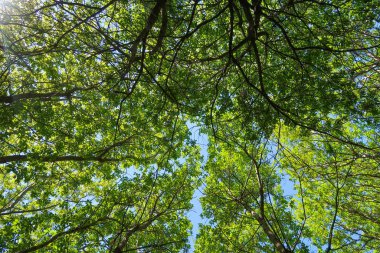 Mavi gökyüzü, bahar doğa karşı aşağıda ağaçlar görünümü yeşil yaprakları.
