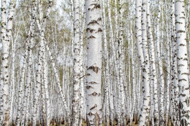 Beyaz huş ağaçları orman arka plan, bahar.