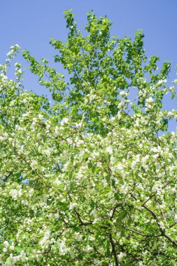 Bahar yeşili bahçe. Elma ağaçları mavi gökyüzüne karşı çiçek açtı.