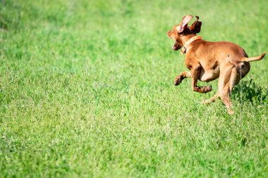 Av kırmızı köpek yeşil çim üzerinde çalışır. Yaz yeşili çayır.