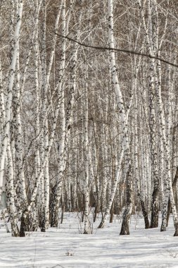 Huş ağacı orman kış manzarası.