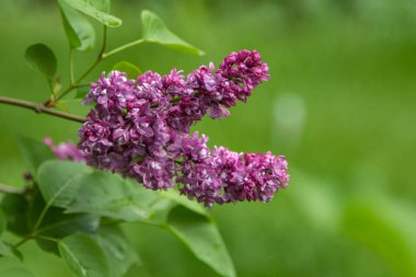 mor çiçekler leylak, bahar doğası