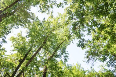 Mavi gökyüzü, bahar doğa karşı aşağıda ağaçlar görünümü yeşil yaprakları.