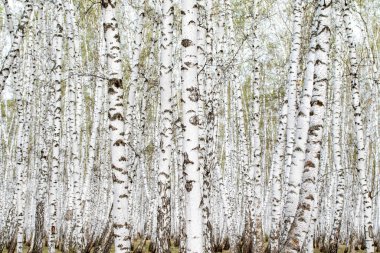 Beyaz huş ağaçları orman arka plan, bahar.