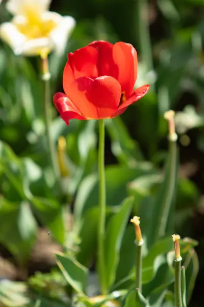 Flores Tulipa Brilhantes Natureza Campo — Fotografia de Stock