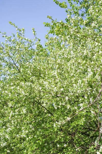 Jardín Primavera Verde Los Manzanos Flor Contra Cielo Azul — Foto de Stock
