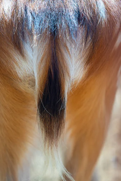 Deer Tail Close Portrait Summer Day — Stock Photo, Image