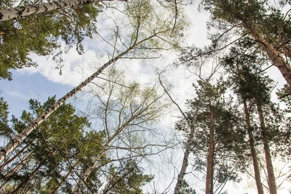 Alt, çam ormanı manzara mavi gökyüzü görünümüne karşı çam ağaçları.