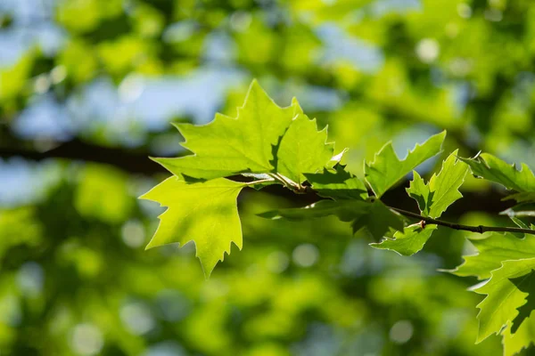 Zielony Liść Drzewa Rozbłyskiem Słońca Drzewie Zbliżenie — Zdjęcie stockowe