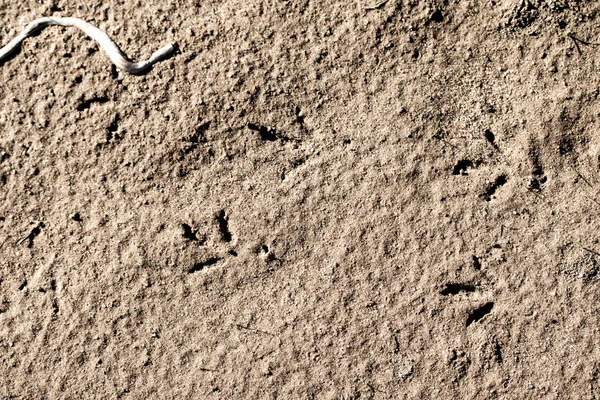 Traces Animals Clay Sand — Stock Photo, Image