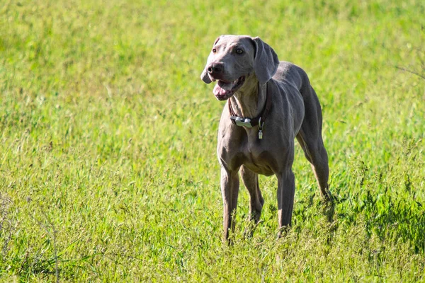 Cão Caça Corre Busca Presas Grama Verde Paisagem Primavera — Fotografia de Stock