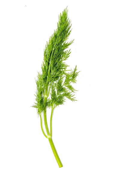 Dill Świeża Sałata Zielone Gałęzie Koperka Izolowane Białym Tłem Wegańskie — Zdjęcie stockowe