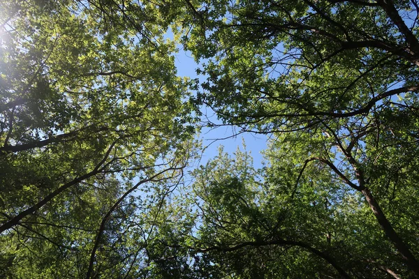 青い空に対して下から木の景色の緑の葉 春の自然 — ストック写真