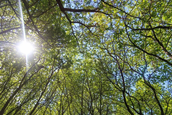 Mavi gökyüzü, bahar doğa karşı aşağıda ağaçlar görünümü yeşil yaprakları.