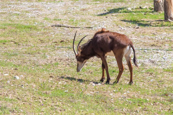 Afrykańska Antylopa Rogami Zjada Trawę Terenie — Zdjęcie stockowe